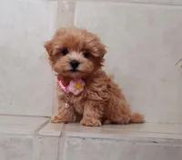 Maltipoo girl , a female Maltipoo for sale in Spokane Valley, WA – Photo 1 of 8