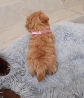 Maltipoo girl , a female Maltipoo for sale in Spokane Valley, WA – Photo 6 of 8