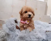 Maltipoo girl , a female Maltipoo for sale in Spokane Valley, WA – Photo 4 of 8