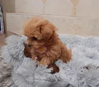 Maltipoo girl , a female Maltipoo for sale in Spokane Valley, WA – Photo 5 of 8