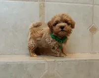 Gorgeous Milo, a male Maltipoo for sale in Spokane, WA – 4 of 8