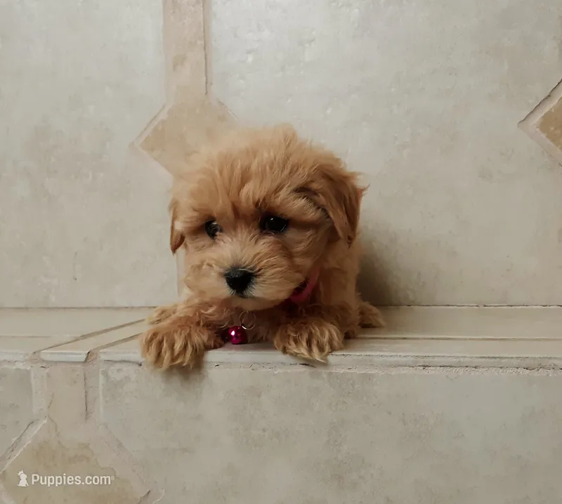 Cutie Daisy  – Maltipoo puppy for sale in Spokane, WA