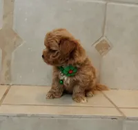 Gorgeous Milo, a male Maltipoo for sale in Spokane, WA – 2 of 8