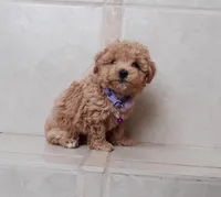 Maltipoo girl , a female Maltipoo for sale in Spokane Valley, WA – Photo 2 of 7