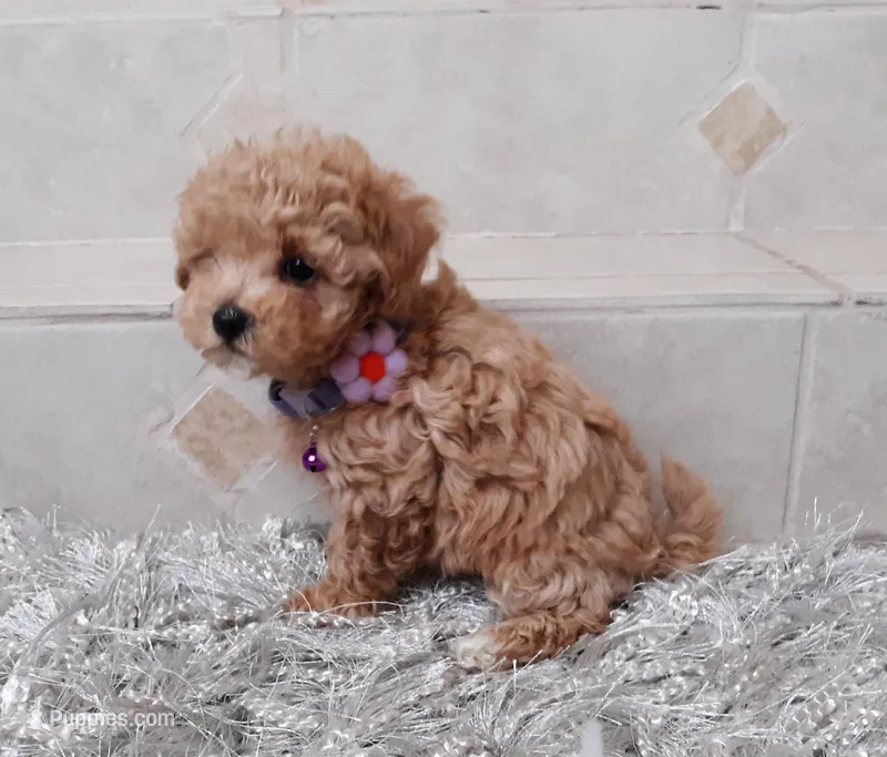 Maltipoo girl , a female Maltipoo for sale in Spokane Valley, WA – Photo 1 of 7