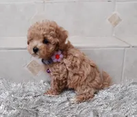 Maltipoo girl , a female Maltipoo for sale in Spokane Valley, WA – Photo 1 of 7