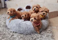 Maltipoo girl , a female Maltipoo for sale in Spokane Valley, WA – Photo 7 of 7