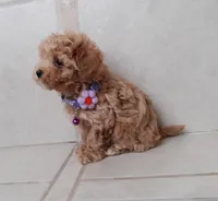 Maltipoo girl , a female Maltipoo for sale in Spokane Valley, WA – Photo 3 of 7