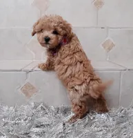 Maltipoo girl , a female Maltipoo for sale in Spokane Valley, WA – Photo 5 of 7