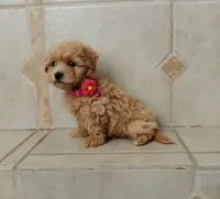 Cutie Daisy , a female Maltipoo for sale in Spokane, WA – 1 of 8