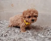 Cute Maltipoo boy, a male Maltipoo for sale in Spokane Valley, WA – Photo 5 of 8