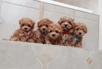 Cute Maltipoo boy, a male Maltipoo for sale in Spokane Valley, WA – Photo 7 of 8