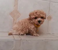 Cute Maltipoo boy, a male Maltipoo for sale in Spokane Valley, WA – Photo 3 of 8