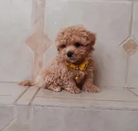 Cute Maltipoo boy, a male Maltipoo for sale in Spokane Valley, WA – Photo 2 of 8