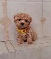 Cute Maltipoo boy, a male Maltipoo for sale in Spokane Valley, WA – Photo 4 of 8