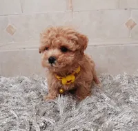 Cute Maltipoo boy, a male Maltipoo for sale in Spokane Valley, WA – Photo 6 of 8