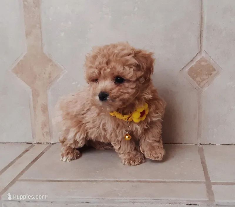 Cute Maltipoo boy, a male Maltipoo for sale in Spokane Valley, WA – Photo 1 of 8