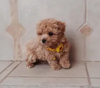 Cute Maltipoo boy, a male Maltipoo for sale in Spokane Valley, WA – Photo 1 of 8