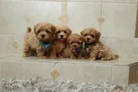 Cute Lola, a female Maltipoo for sale in Spokane, WA – 9 of 9