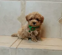 Gorgeous Milo, a male Maltipoo for sale in Spokane, WA – 3 of 8