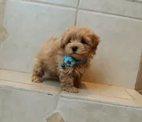 Handsome Leo , a male Maltipoo for sale in Spokane, WA – 4 of 9