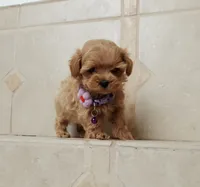 Cute Lola, a female Maltipoo for sale in Spokane, WA – 4 of 9