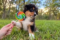 Dipper, a female Miniature American Shepherd for sale in Greenville, FL – 1 of 1