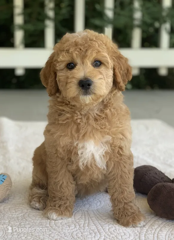 Penny – Miniature Goldendoodle puppy for sale in Winton, CA