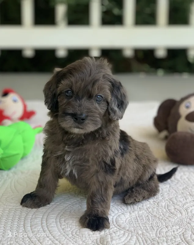 Bodie – Miniature Goldendoodle puppy for sale in Winton, CA