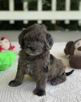 Bodie, a male Miniature Goldendoodle for sale in Winton, CA – 1 of 1
