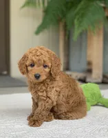 Luigi, a male Miniature Goldendoodle for sale in Winton, CA – 1 of 1
