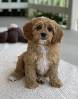 Ozzie, a male Cavapoo for sale in Winton, CA – 1 of 3