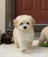 Alfie, a male Maltipoo for sale in Winton, CA – 2 of 2