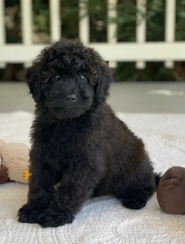 Bertie – Miniature Goldendoodle puppy for sale in Winton, CA