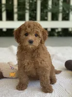Poppi, a female Miniature Goldendoodle for sale in Winton, CA – 1 of 1