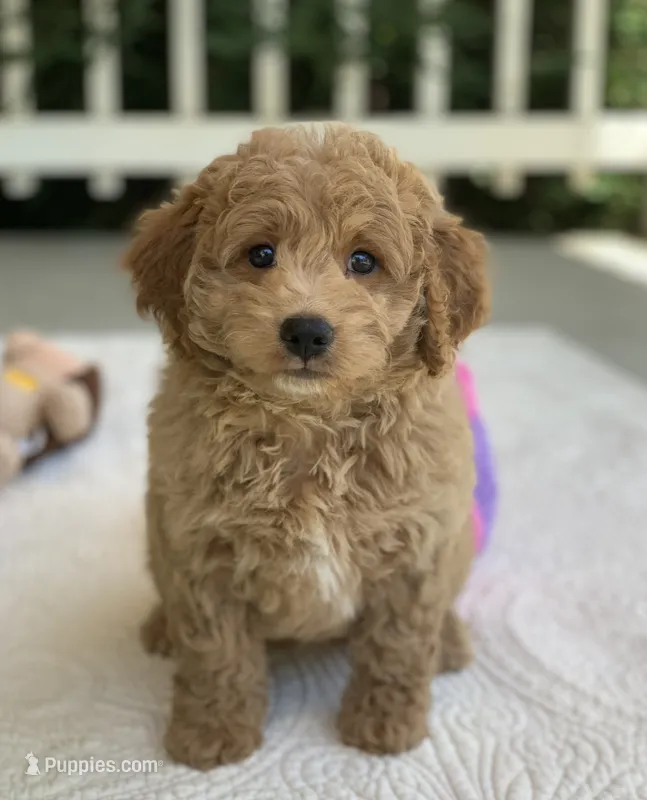Ella – Miniature Goldendoodle puppy for sale in Winton, CA