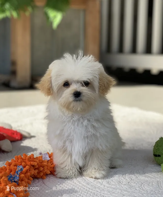 Elmo – Maltipoo puppy for sale in Winton, CA