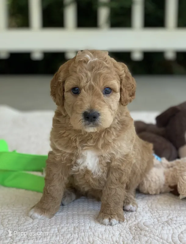 Penny – Miniature Goldendoodle puppy for sale in Winton, CA
