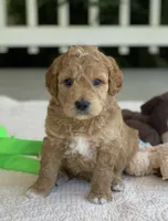 Penny, a female Miniature Goldendoodle for sale in Winton, CA – 1 of 1