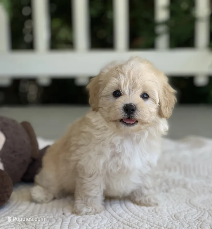 Alfie – Maltipoo puppy for sale in Winton, CA