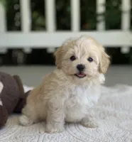 Alfie, a male Maltipoo for sale in Winton, CA – 1 of 1