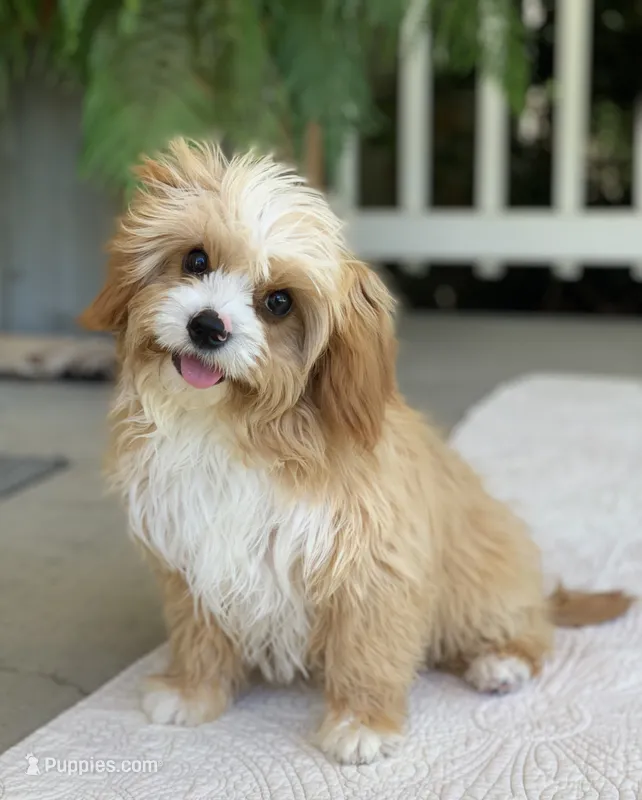 Finley – Cavapoo puppy for sale in Winton, CA
