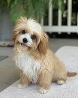 Finley, a male Cavapoo for sale in Winton, CA – 1 of 1