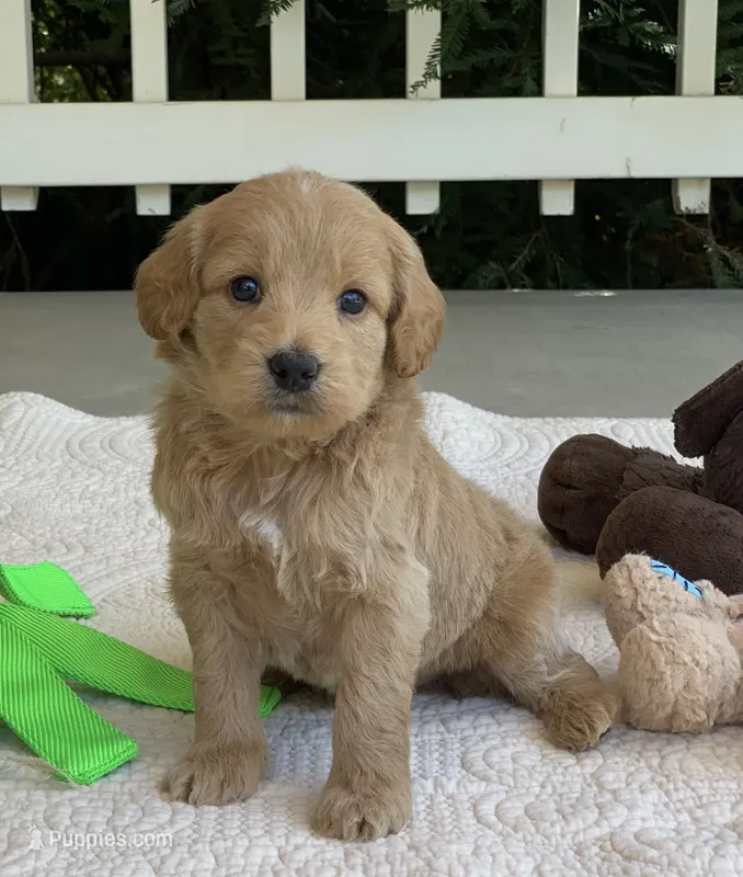 Paddy – Miniature Goldendoodle puppy for sale in Winton, CA
