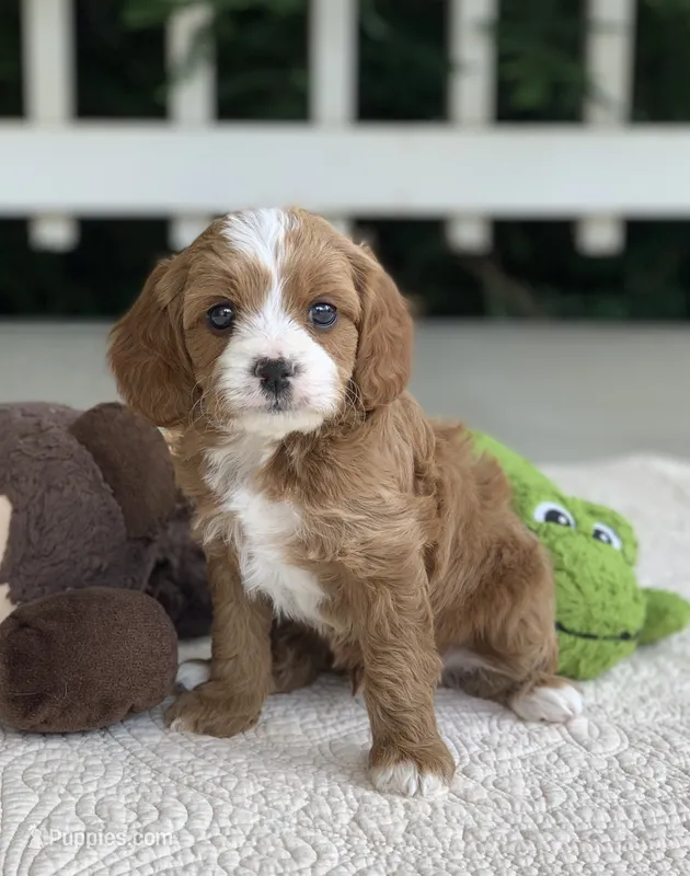 Oliver – Cavapoo puppy for sale in Winton, CA