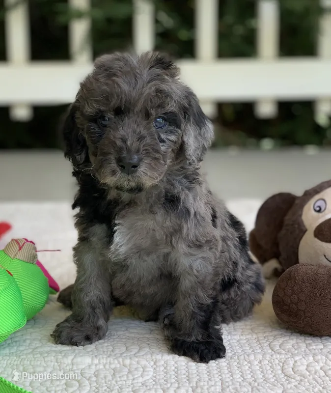 Buster – Miniature Goldendoodle puppy for sale in Winton, CA