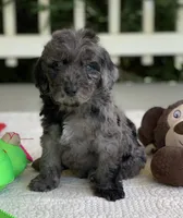 Buster, a male Miniature Goldendoodle for sale in Winton, CA – 1 of 1