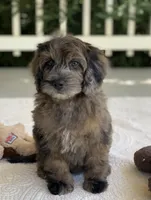 Bodie, a male Miniature Goldendoodle for sale in Winton, CA – 2 of 2