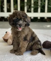 Beau, a male Miniature Goldendoodle for sale in Winton, CA – 2 of 2