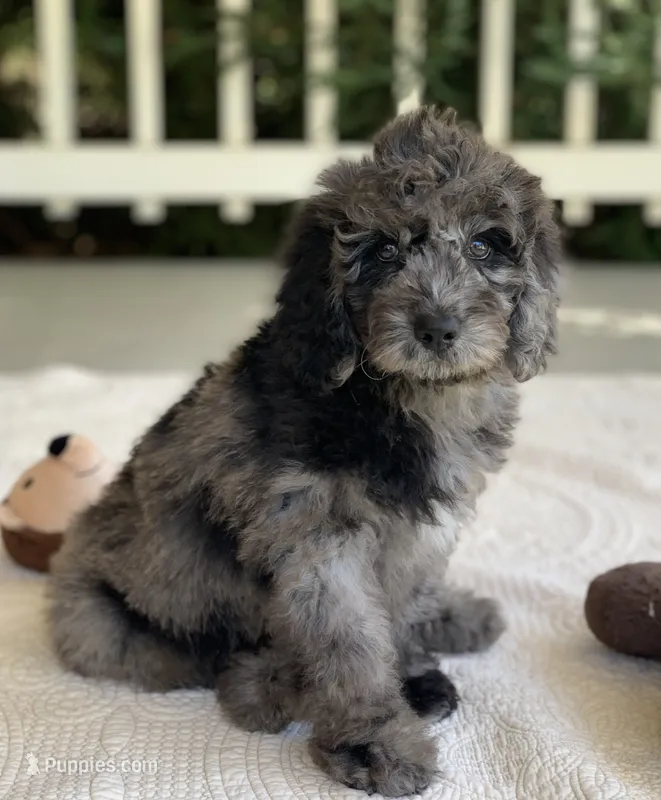 Buster – Miniature Goldendoodle puppy for sale in Winton, CA